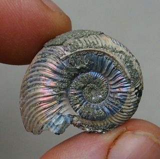 29mm Quenstedtoceras Pyrite Ammonite Fossils Fossilien Russia Pendant Nacre