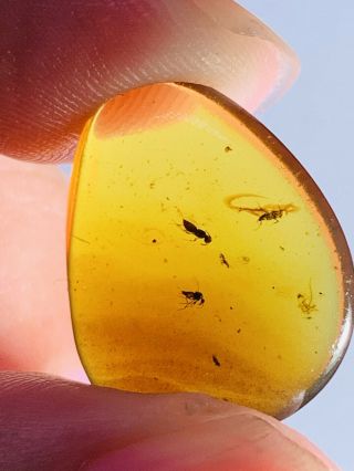2 Wasp Bee&diptera Fly Burmite Myanmar Burmese Amber Insect Fossil Dinosaur Age