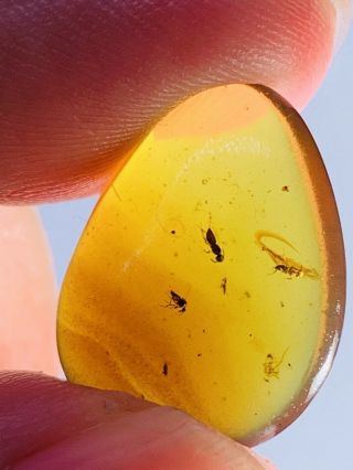 2 wasp Bee&diptera fly Burmite Myanmar Burmese Amber insect fossil dinosaur age 2
