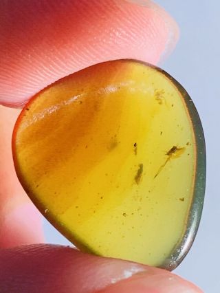 2 wasp Bee&diptera fly Burmite Myanmar Burmese Amber insect fossil dinosaur age 3