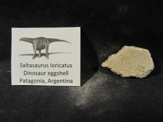 Dinosaur Bones Saltasaurus Loricatus Egg Shell,  Pataagonia,  Argentina.