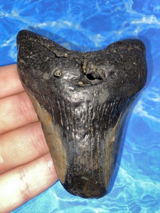 Megalodon Shark Tooth 3.  74” Huge Teeth Big Fossil Meg Scuba Diver Direct 2590