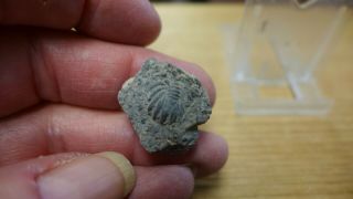 Geological Enterprises Rare Ordovician Fossil Trilobite Pygidium Kanoshia