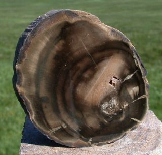 Sis: Small & Perfect 2.  5 " African Petrified Wood Limb End Cut - Fossil