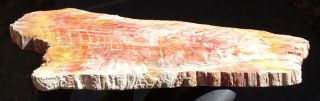 Mw: Petrified Wood CONIFER - Elko,  Nevada - Polished Slab 2