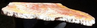 Mw: Petrified Wood CONIFER - Elko,  Nevada - Polished Slab 3