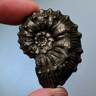 3,  8 Cm (1,  5 In) Ammonite Kosmoceras Pyrite Jurassic Russia Fossil Ammonit