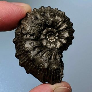 3,  8 cm (1,  5 in) Ammonite Kosmoceras pyrite jurassic Russia fossil ammonit 2
