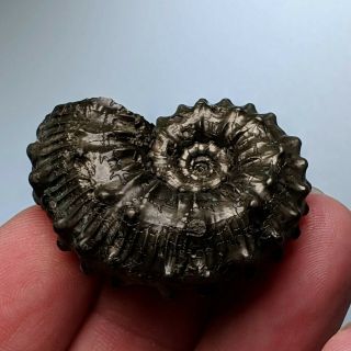 3,  8 cm (1,  5 in) Ammonite Kosmoceras pyrite jurassic Russia fossil ammonit 3