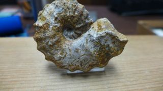 Geological Enterprises Cretaceous Fossil Ammonite Metiococeras Swallovi,  Tx