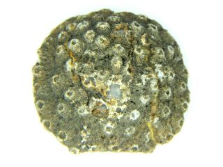 Sponge Fossil Morocco 37.  47 Grams