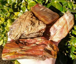 Four (4) Petrified Wood Pink Red Black Agate Bark Owyhee Mountains Oregon 2.  7lb