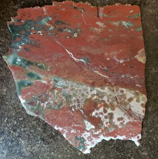 Sis: Burning Color 7 " Arizona Petrified Wood Conifer Round - Polished Slab