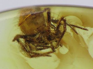 3mm Spider Gemstone Real Baltic Amber Fossil Insect Inclusion (0520)