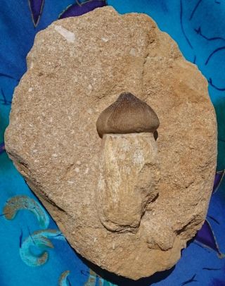 Mosasaur Globidens Dinosaur Fossil Tooth With Root,  Ouled Abdoun Basin,  Morocco