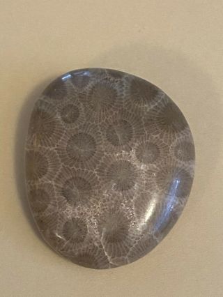 Polished Petoskey Stone 1.  56oz,  5.  2” Circumference
