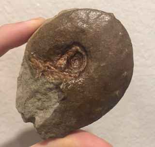 Rare France Fossil Ammonite Placenticeras Paraplanum Cretaceous Fossil