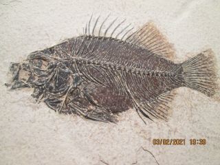 Antique Million Year Old Petrified Fish Fossil,  From Early Ocean Bedrock