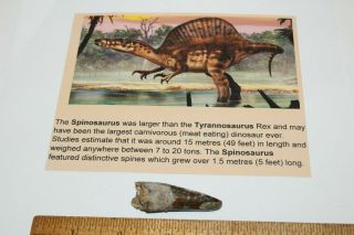 Spinosaurus Tooth 2 " Teeth Dinosaur Fossil Before T Rex Cretaceous Ts87