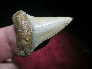 1 - 1/2 Inch Mako Shark Tooth Fossil Chile Chilean Fish Teeth Great White Ancestor