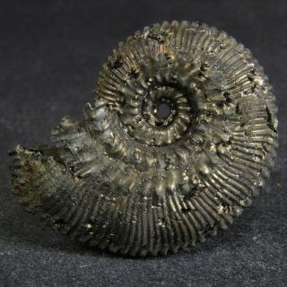 3.  5cm/1.  4in Pyrite Ammonite Kosmoceras Jurassic Callovian Russian Fossils