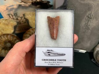 Large Crocodile Tooth (morocco) 17 - 95 Myo Dinosaur Age Fossil