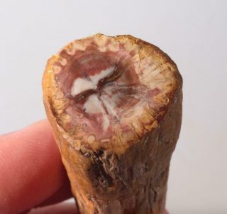 Madagascar Polished Podocarpus Petrified Wood Limb Specimen