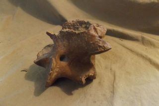 Ancient Fossilized Whale Mammoth Spinal Vertebrae Fossil 5.  25 X 6 " Mammel?