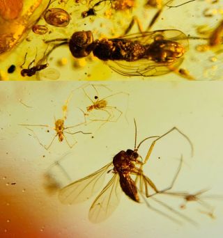 Wasp Bee&mosquito Fly In Tick Nest Burmite Myanmar Amber Insect Fossil Dinosaur