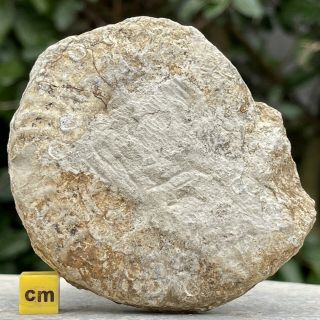Fossil Ammonite Somerset Uk Jurassic Limestone Fse058 ✔100 ✔uk Seller