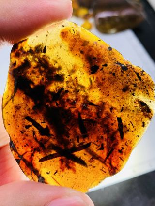 8.  8g Unknown Big Bug&many Leaf Burmite Myanmar Amber Insect Fossil Dinosaur Age