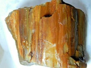 Petrified Wood Limb Cast Specimens 10.  6 Oz. 2