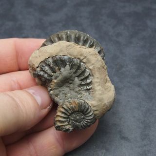 Pleuroceras AMMONITE Pyrite Germany Fossil fossilien Mollusk Golden 3