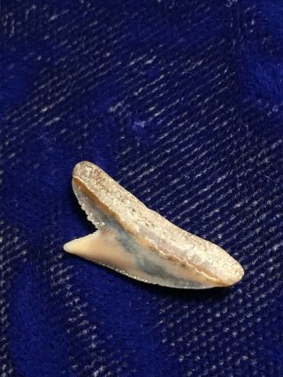 Posterior Physogaleus Contortus Fossil Shark Tooth Nc