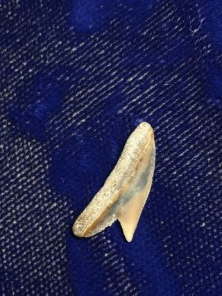 Posterior Physogaleus Contortus Fossil Shark Tooth NC 2