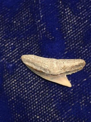 Posterior Physogaleus Contortus Fossil Shark Tooth NC 3