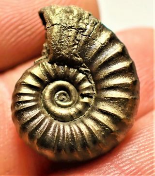 Stunning Golden Microderoceras 19mm Jurassic Pyrite Ammonite Fossil Uk Gold Rock