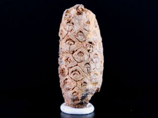 1.  3 Fossil Pine Cone Equicalastrobus Replaced By Agate Eocene Age Seeds Fruit