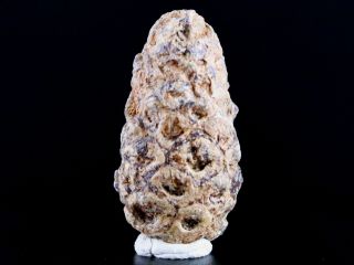 1.  2 Fossil Pine Cone Equicalastrobus Replaced By Agate Eocene Age Seeds Fruit