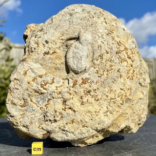 British Hildoceras Ammonite Fossil Somerset Uk Jurassic Fse372 ✔100