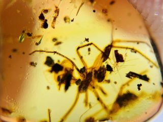 Spider&tick&larva Burmite Myanmar Burmese Amber Insect Fossil Dinosaur Age