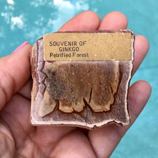 Petrified Ginko Wood Cut Polished Agatized Limb Casting Mineral 2” Long Fossil