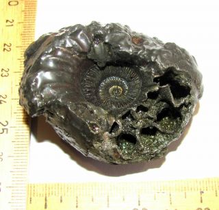 Ammonite Cadoceras.  Russia,  2,  1 Inches.