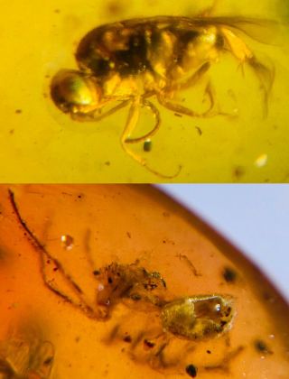 Wasp Bee&spider Burmite Myanmar Burmese Amber Insect Fossil Dinosaur Age