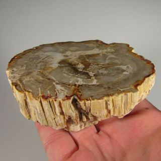 4.  1 " Polished Petrified Wood Branch Slab Fossil Standup - Madagascar
