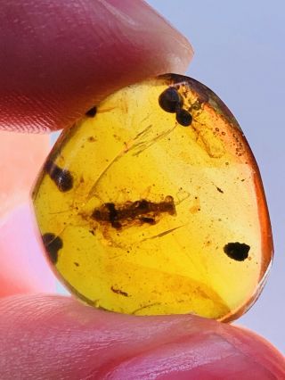 1g Big Eyes Adult Roach Burmite Myanmar Burmese Amber Insect Fossil Dinosaur Age