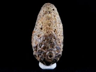 1.  4 " Fossil Pine Cone Equicalastrobus Replaced By Agate Age Eocene Seeds Fruit