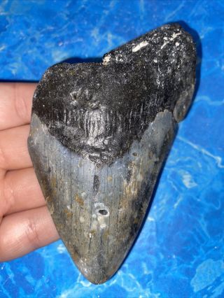Megalodon Shark Tooth 4.  66” Huge Teeth Big Fossil Meg Scuba Diver Direct 2535