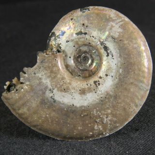 3.  4cm/1.  3in Nacre Pyrite Ammonite Lunuloceras Jurassic Callovian Fossil Russia
