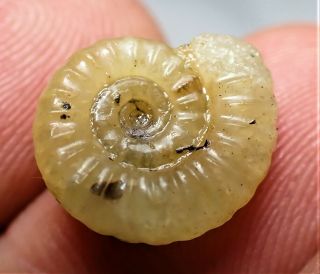 Yellow Calcite Promicroceras Jurassic Ammonite Fossil 15 Mm Uk Jewelry Crystals